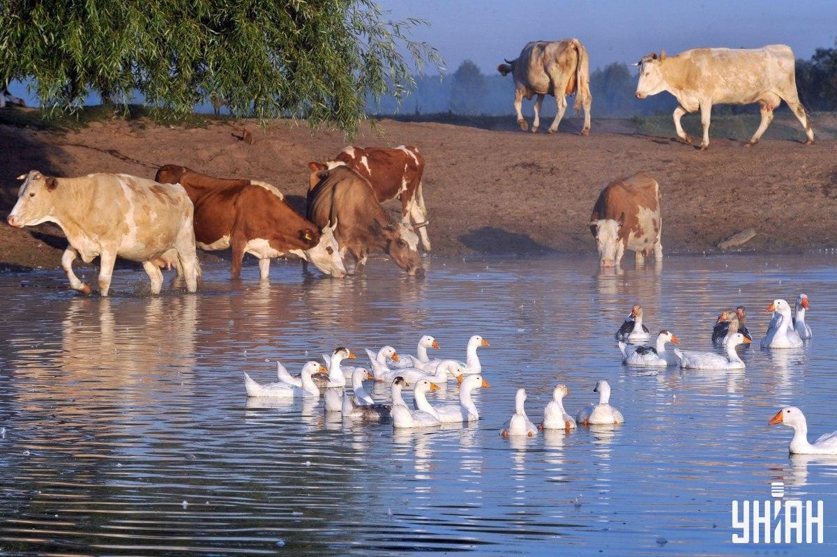 Pronađite psa za manje od 10 sekundi / kolaž s fotografijama Moje
