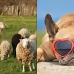 Svi vide ovce, a samo ljudi s velikim IQ-om će