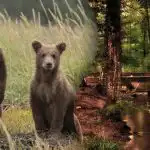 Zagonetka za najpažljivije: morate pronaći medvjedića u gustoj šumi Zagonetka za najpažljivije: morate pronaći medvjedića u gustoj šumi