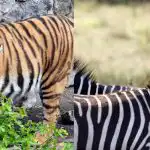 Zagonetka za pažljive: pronađite tigra među zebrama za 10 sekundi Zagonetka za pažljive: pronađite tigra među zebrama za 10 sekundi